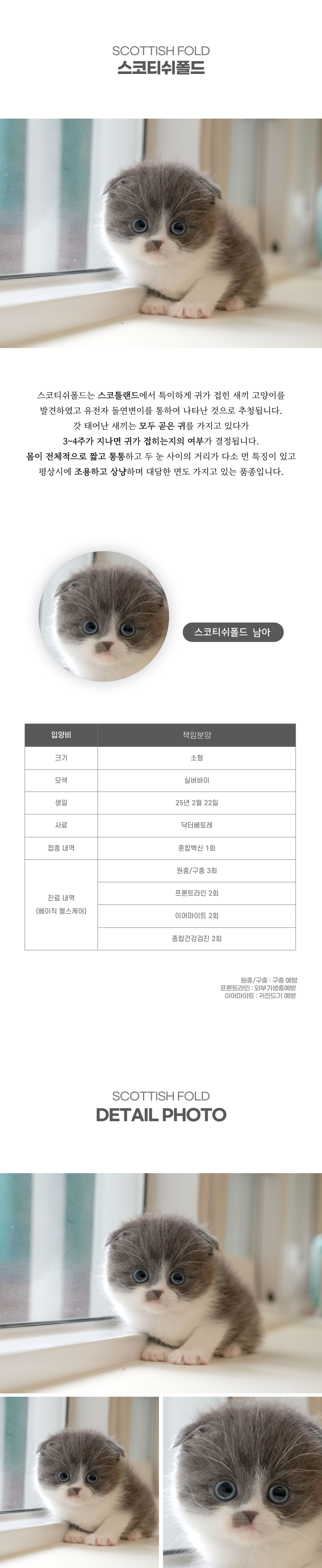 스코티쉬폴드_상세이미지_2